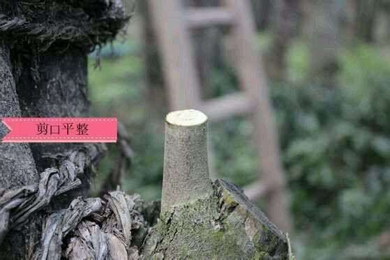 有关金弹子嫁接的问题？