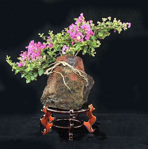 石栽盆景源自唐代宫廷