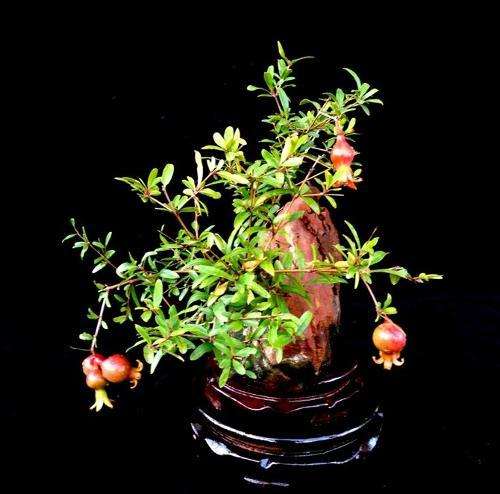 山水意境让石栽盆景“气韵生动”