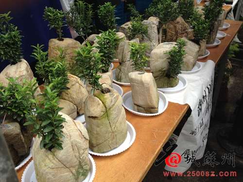 三进城&rdquo;虞山大秀古镇新貌 失传石栽盆景再现