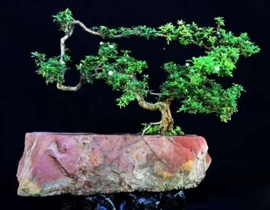 石栽盆景&mdash;&mdash;自然美与艺术美的统一1