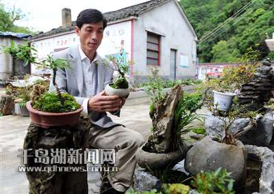 200余盆以石代盆融赏树赏石于一体的石栽盆景