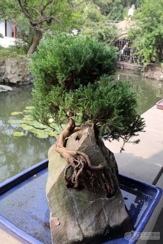 曾赵园石栽盆景 图片 曾赵园石栽盆景 图片