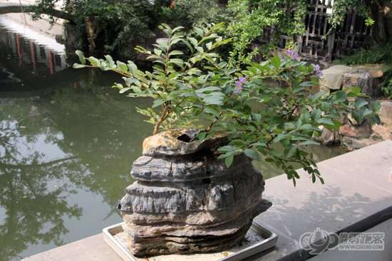 曾赵园石栽盆景 图片 曾赵园石栽盆景 图片