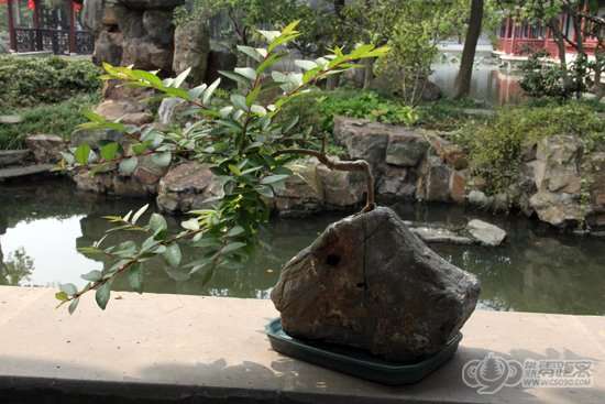 曾赵园石栽盆景 图片 曾赵园石栽盆景 图片