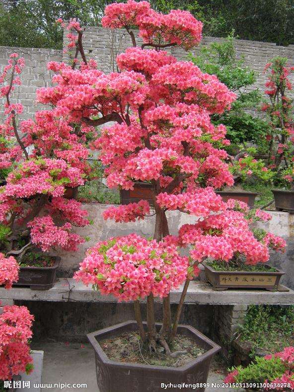 济南市泉城公园将展出“映山红大型盆景”