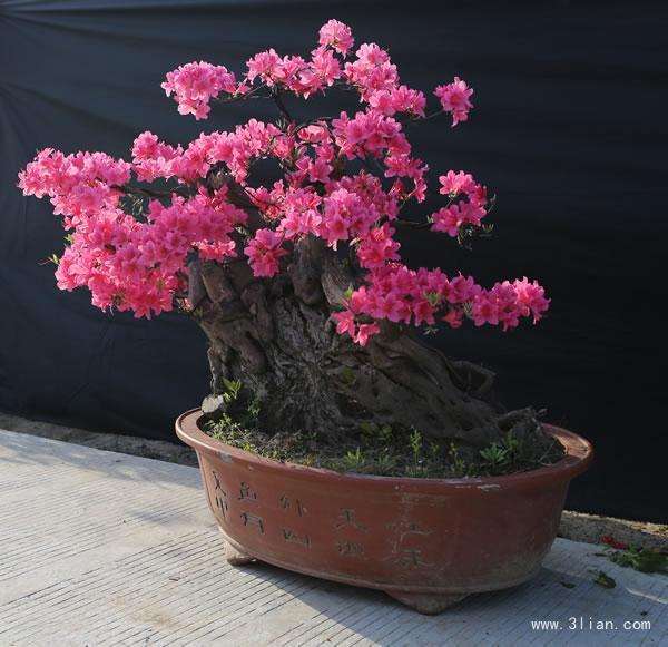 大别山首届“映山红”杯盆景展在大观园隆重举行