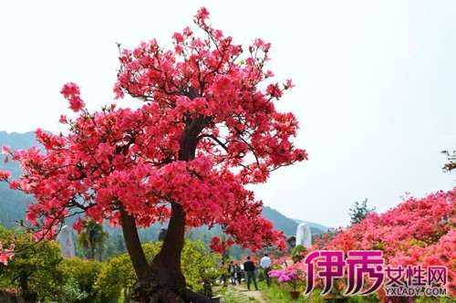 如何栽好映山红盆景发芽的3个方法