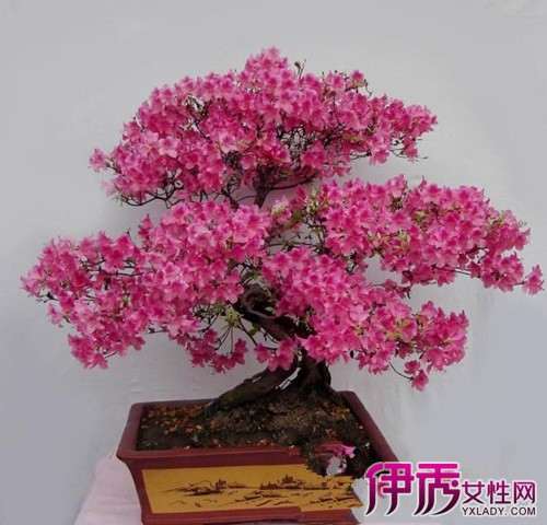 如何栽好映山红盆景发芽的3个方法