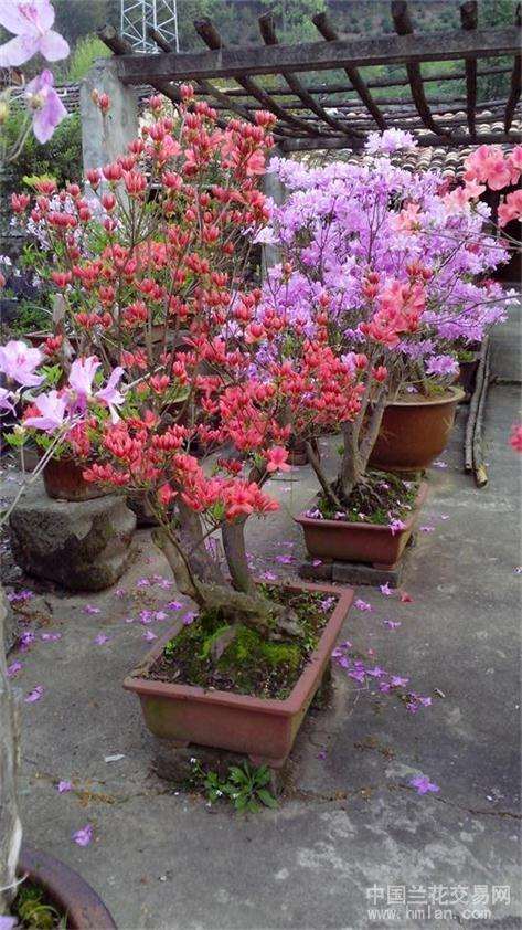 映山红盆景前期种植的13个步骤