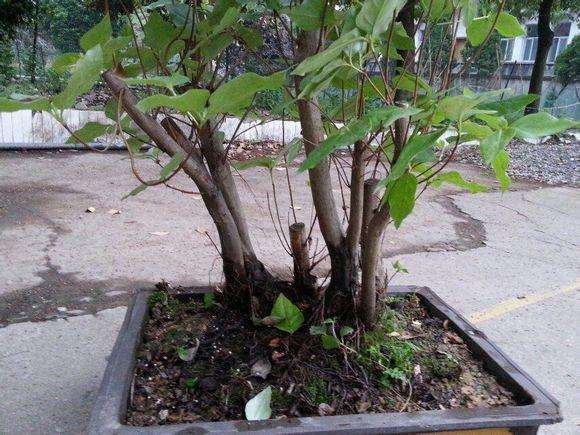 先上图 求指点 如何修剪 我的映山红盆景长疯了