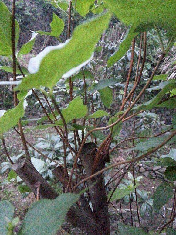 先上图 求指点 如何修剪 我的映山红盆景长疯了