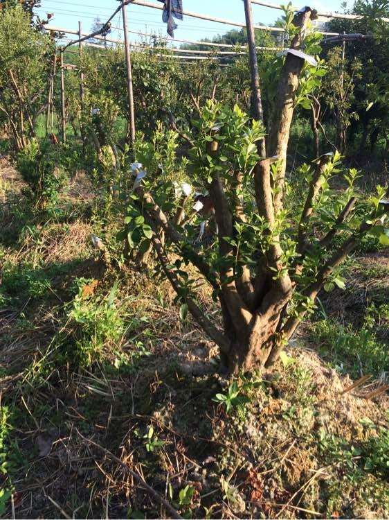先上图,求指点,如何修剪,我的映山红盆景长疯了!