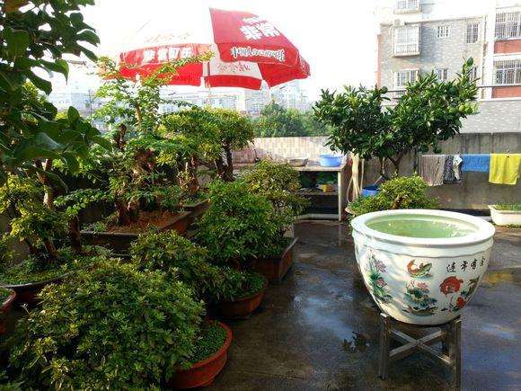 映山红盆景怎么夏天管理的方法