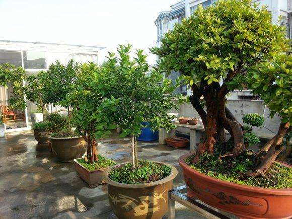 映山红盆景怎么夏天管理的方法