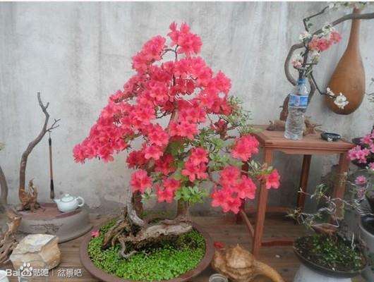 山上挖的映山红生桩怎么做成盆景呢?