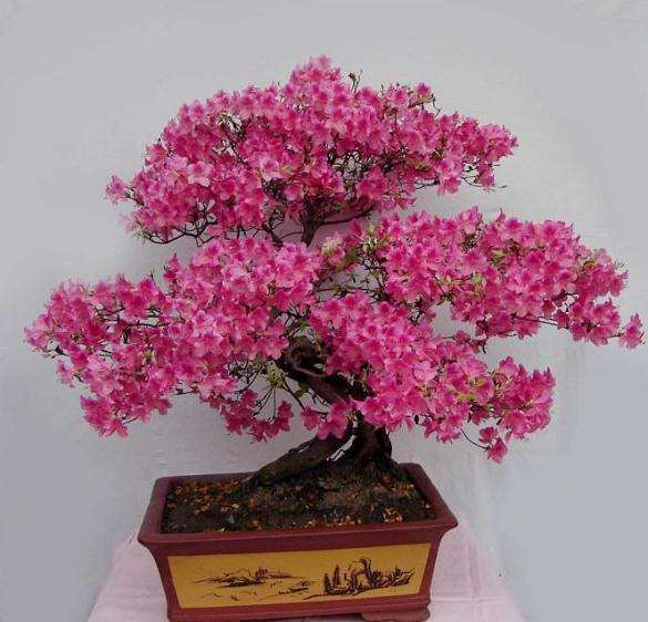 映山红可以作为盆景栽培吗