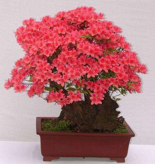 制作映山红盆景需要什么土好？