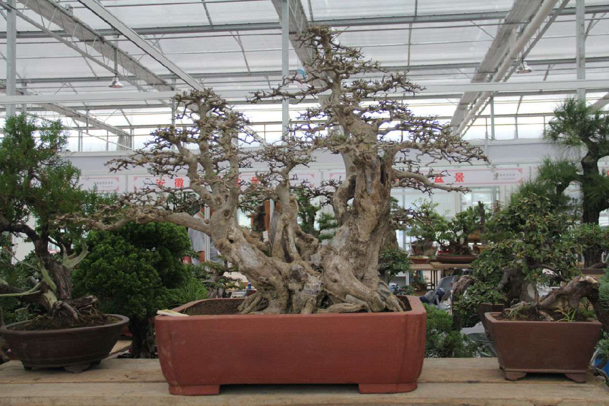2016全国盆景交易大会抢先爆料（多图）