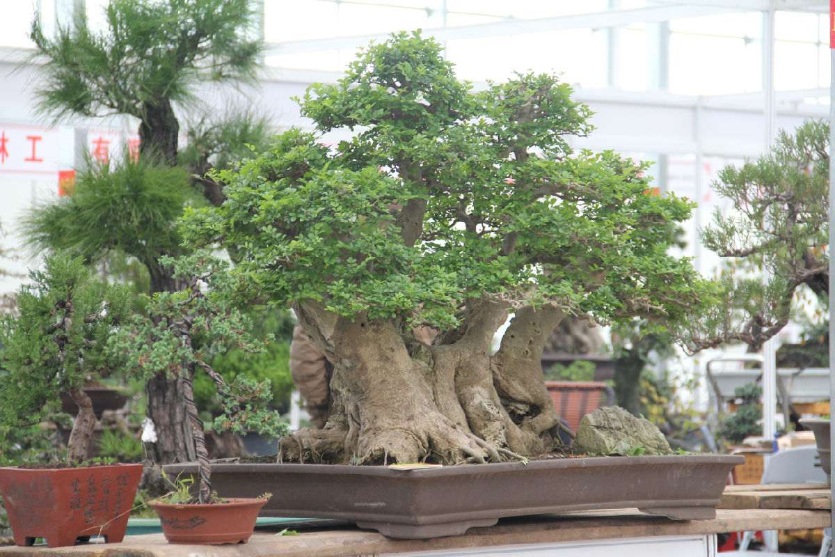 2016全国盆景交易大会抢先爆料（多图）