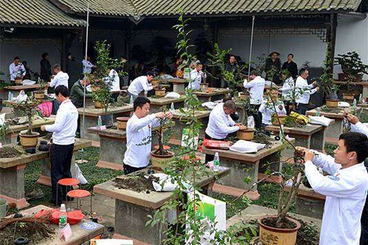 花木之乡成都市温江区是川派盆景的发源地多图