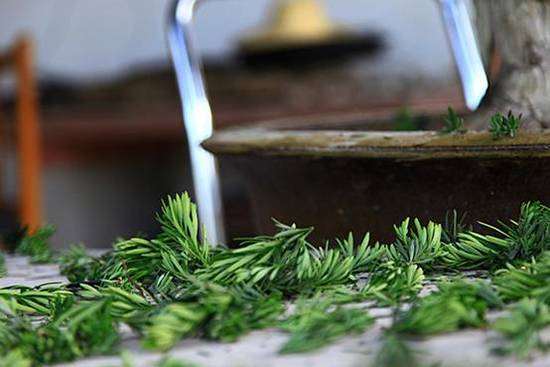 花木之乡成都市温江区是川派盆景的发源地多图