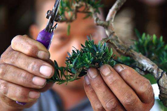 花木之乡成都市温江区是川派盆景的发源地多图