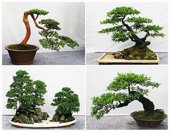 花木之乡成都市温江区是川派盆景的发源地多图