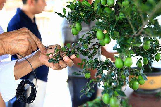 花木之乡成都市温江区是川派盆景的发源地多图