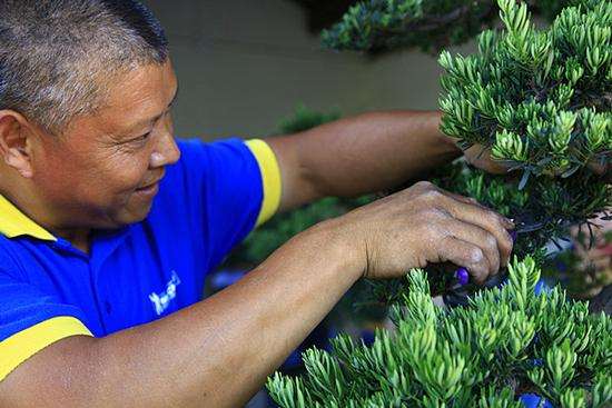 花木之乡成都市温江区是川派盆景的发源地多图