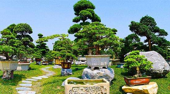 花木之乡成都市温江区是川派盆景的发源地多图