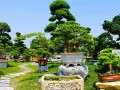 花木之乡成都市温江区是川派盆景的发源地多图