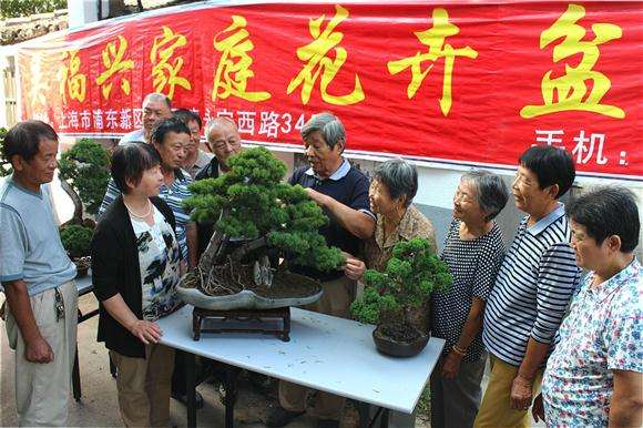 78岁浦东老人自办家庭花卉盆景展