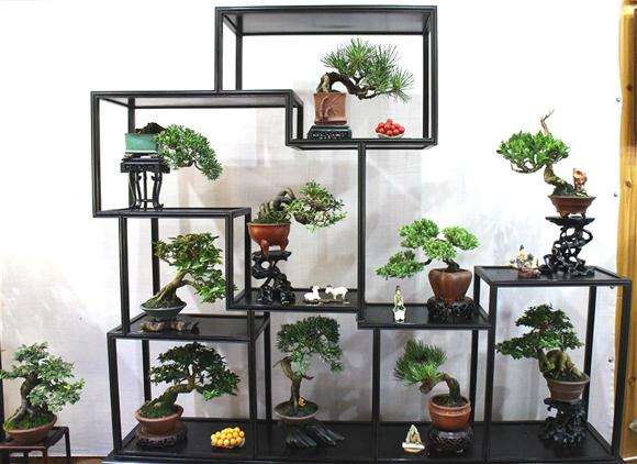 78岁浦东老人自办家庭花卉盆景展