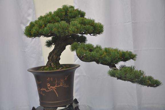 第三届全国微型小品盆景(山野草)展