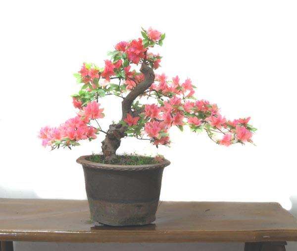 南通馨园花鸟盆景市场人气火爆