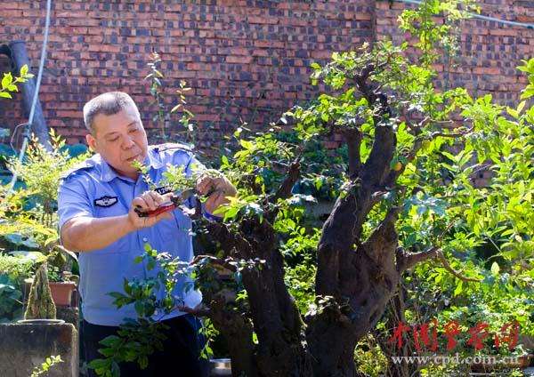 周先勇在修剪盆景。