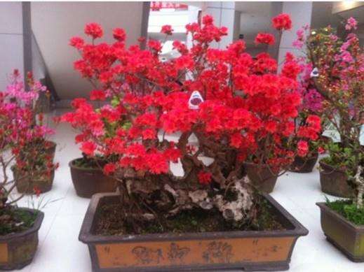 2016中国唐苑第四届唐风盆景展