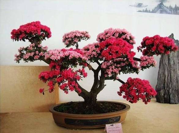 虽说盆景也有各种“门派” 但吴俊伟的盆景追求的是“无定式”