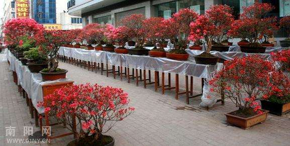 第三届温江盆景节在四川省温江市万春镇先锋村拉开了序幕