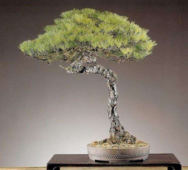 常州截获一批非法入境的日本盆景