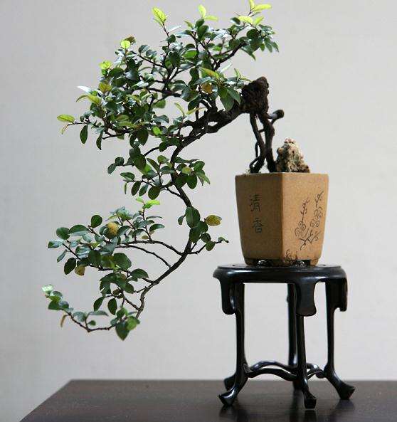 第四届全国微型小品盆景展会明年在如皋举行