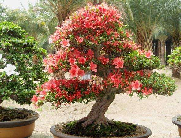 太原市第八届盆景艺术节启幕