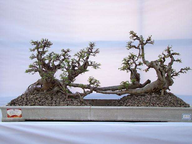 容桂荣获&ldquo;中国盆景名镇&rdquo;七周年暨罗崇辉盆景藏品展