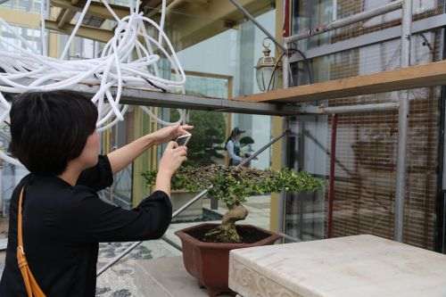 09对古老造景树兴趣