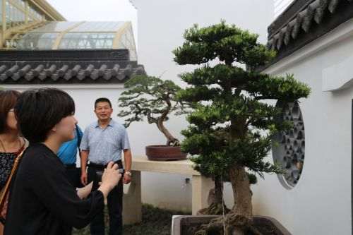 06日本客人对古盆景兴趣拍照