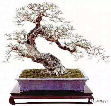 盆景的盆土选料和水肥管理