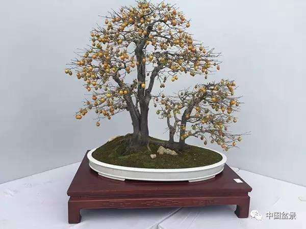 盆景创作让你努力提高自己 才使你收获更多