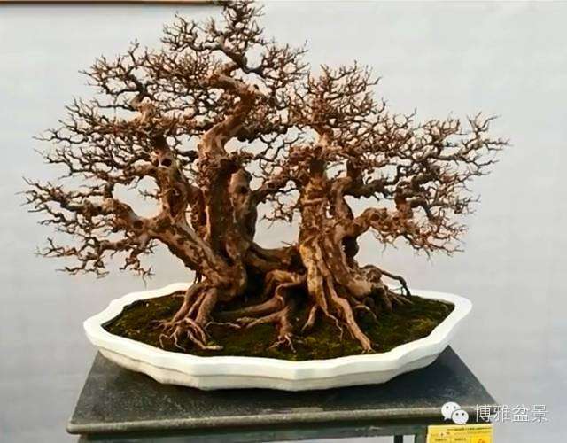 雀梅自古以来就是制作盆景的重要材料