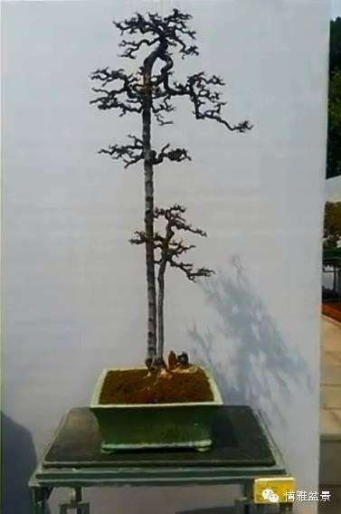 中国入世后出口美国的盆景植物之一